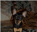 Фотография в Домашние животные Вязка собак Красивый и добрый кобель по кличке Арчи, в Москве 3 000
