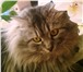 Фото в Домашние животные Вязка Опытный сибирский кот ищет подружку любой в Самаре 0