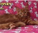 Котёнок мейн кун красный солид - Добрыня 4414617 Мейн-кун фото в Тюмени
