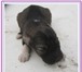 Фото в Домашние животные Приму в дар замечательный мальчик-щенок, возраст 1,5 в Барнауле 10