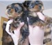 Продаются элитные щенки йоркширского терьера: три девочки Малышки очень милые, ласковые, веселые 64915  фото в Сыктывкаре