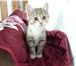 Foto в Домашние животные Отдам даром Хорошенькие пушистые котята возраст 2 месяца в Новосибирске 0