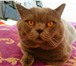 Foto в Домашние животные Вязка Приходите с кошечкой на вязку с нашим котом в Москве 2 000