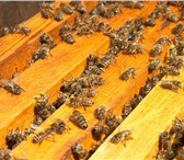 Фото в Домашние животные Разное Продажа пчелопакетов карпатской породы. пчёл в Дзержинске 3 800
