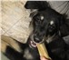 Изображение в Домашние животные Отдам даром Отдам щенка (девочка), около 4 месяцев. Чистокровный в Владивостоке 0