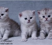 Профессиональный питомник Crystal Shine предлагает чистокровных британских котят эксклюзивных окрас 68962  фото в Москве