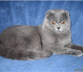 Изображение в Домашние животные Вязка Вислоухий кот (шотландец,2.5года,голубого в Москве 1 500