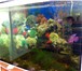 Foto в Домашние животные Рыбки Продам аквариум объемом 105 литров (длина в Нижнекамске 2 000