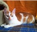Фото в Домашние животные Отдам даром Красивый кот-подросток в поисках дома и надежного в Москве 0