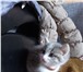 Отдам котят за символичную 4320093 Домашняя кошка фото в Екатеринбурге