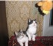 Милые котята ищут дом 2377700 Домашняя кошка фото в Москве