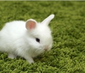Фото в Домашние животные Грызуны Продам белоснежных карликовых домашних кроликов в Нижнекамске 1 500