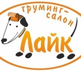 Foto в Домашние животные Стрижка собак Зоосалон &laquo;Лайк&raquo; предлагает широкий в Егорьевск 0