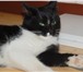 Фото в Домашние животные Отдам даром Отдаем кошечку, ей 1,5-2 года. Была найдена в Череповецке 0