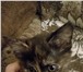 Котята! 3834780 Европейская короткошерстная фото в Казани