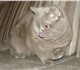 Молодой британский кот лилового окраса б