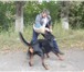 Фото в Домашние животные Услуги для животных Обучение собак по прикладному направлению, в Новокузнецке 300