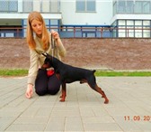 Фото в Домашние животные Вязка собак Предлагается для вязок молодой перспективный в Минске 100