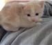 Фото в Домашние животные Отдам даром Отдам котенка в добрые руки. Нежно-персикового в Перми 0