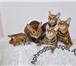 Продаю элитных котят тойгеров, 4327350 Тойгер фото в Москве