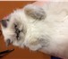 Foto в Домашние животные Вязка Персидская кошечка срочно ищет кота для вязки! в Архангельске 0