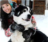 Изображение в Домашние животные Вязка собак Повяжем собаку. Кабель, 5 лет, порода: среднеазиатская в Новосибирске 1