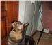 Фотография в Домашние животные Вязка Чемпион вязокМолодой красавец кот из Липецкого в Воронеже 2 500