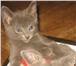 Продаются отличные котята породы русская голубая,  Только мальчики(им скоро 3 мес) от достойных роди 69456  фото в Москве