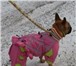 Фото в Домашние животные Товары для животных Эксклюзивная одежда для собак ручной работы! в Липецке 0