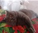 Foto в Домашние животные Вязка Привозите кошечку на вязку с нашим котом.Кот в Москве 2 000