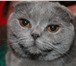 Фотография в Домашние животные Вязка Британская, вислоухая кошечка срочно ищет в Орехово-Зуево 0