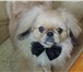Фотография в Домашние животные Вязка собак Молодой кобель ищет невесту для вязки.Возраст: в Кирове 0
