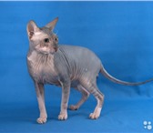 Изображение в Домашние животные Вязка Очень ласковый и опытный кот, носитель колорного в Челябинске 3 000
