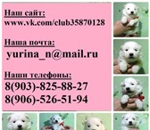 Белоснежные щеночки самоеда 3457008 Самоедская лайка фото в Ярославле