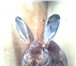 Фотография в Домашние животные Грызуны кролики породы фландер(от2х месяцев).Рекс(от1,5 в Челябинске 1 000