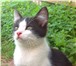 В добрые руки отдадим котенка 1416493 Домашняя кошка фото в Коломне