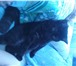 Foto в Домашние животные Вязка Ищем кошечку для вязки,котик по кличке ТиматиПорода:шотландская в Екатеринбурге 0