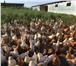 Фотография в Домашние животные Птички Продаю 3х месячных цыплят. Порода родонит. в Ставрополе 80