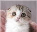 Шоколадные шотландские котята 361528 Скоттиш фолд короткошерстная фото в Саратове