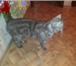 Изображение в Домашние животные Вязка Молодой, энергичный и опытный кот приглашает в Воронеже 500