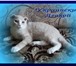 Продаются котята породы Украинский Левкой 2280520 Донской сфинкс фото в Хабаровске