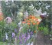Изображение в Недвижимость Сады продам сад в тракторосаде 3, 4 сотки, кирпичный в Челябинске 350 000