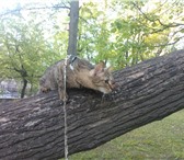 Foto в Домашние животные Вязка ищу кота-европейца для вязки в Екатеринбурге 0