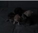 Фото в Домашние животные Отдам даром Отдам в добрые руки котят, рожденные 29.01.2017 в Тольятти 0