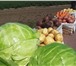 Фотография в Прочее,  разное Разное Нужны овощи для производственной линии, столовой в Москве 20