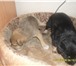 Изображение в Домашние животные Отдам даром отдам срочно 2 щенка девочка и мальчик, их в Прокопьевске 0