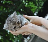 Изображение в Домашние животные Отдам даром котята 2 месяца все ласковые и игривые. мама-кошка в Белгороде 0