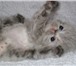 Пушистые гималайские котята 1857282 Персидская фото в Подольске
