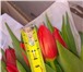 Изображение в Прочее,  разное Разное Друзья, мы предлагаем вам купить тюльпаны в Красноярске 25