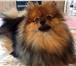 Фотография в Домашние животные Вязка собак Предлагается кобель Померанского шпица на в Твери 2 000